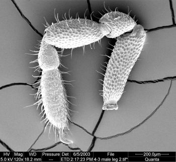 Media type: image;   Invertebrate Zoology 134639